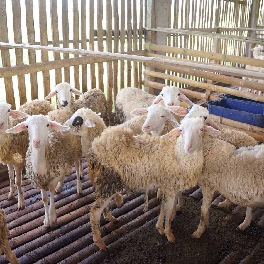 Kandang kambing Aqiqah Warga 1