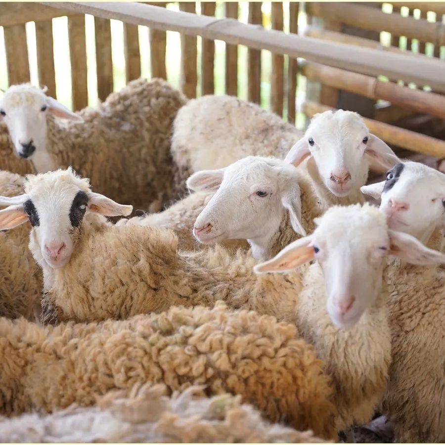 Kandang kambing Aqiqah Warga 2