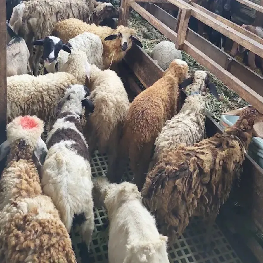 Kandang kambing Aqiqah Warga 3